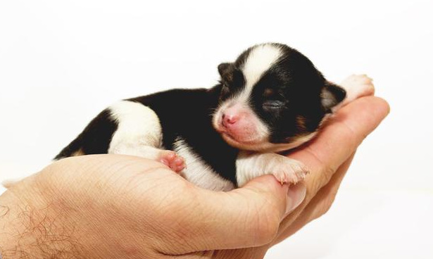 花生宠物医生科普：教你如何护理新生幼犬