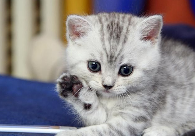 猫咪大便上白色膜状物是什么？郑州买狗买猫就到花生宠物