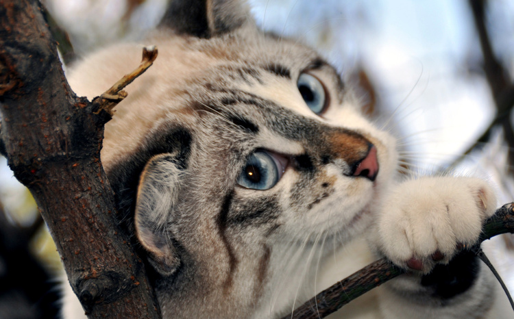 猫咪肚子抽搐是怎么回事？郑州买狗买猫就到花生宠物