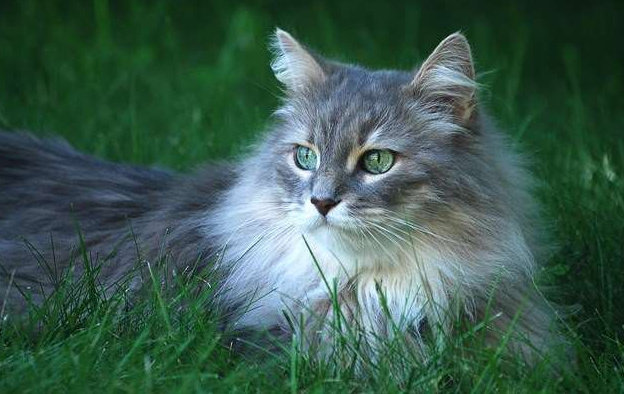 猫咪腹泻拉稀怎么办？郑州买狗买猫就到花生宠物