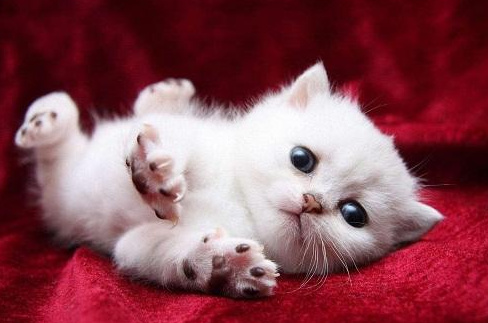 猫咪腹水怎么办？郑州买狗买猫就到花生宠物