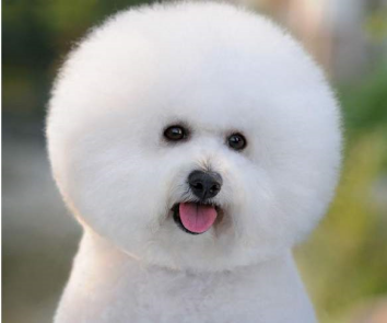 比熊适合吃什么狗粮?