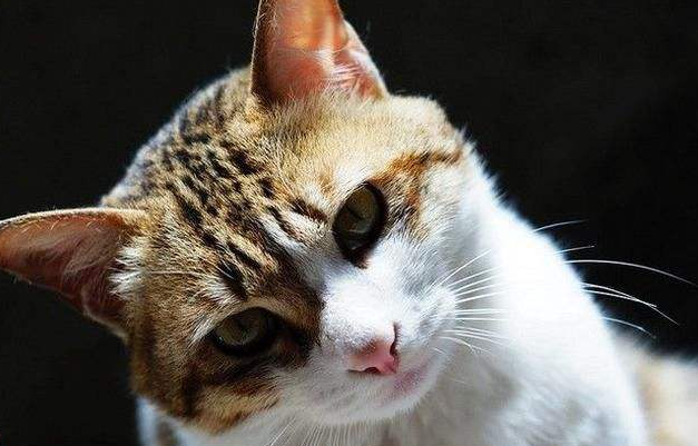 中国本土的猫品种有哪些？