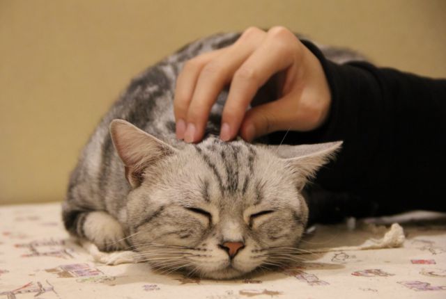 谁说养猫的人容易得病，别傻了，问题关键不在猫咪