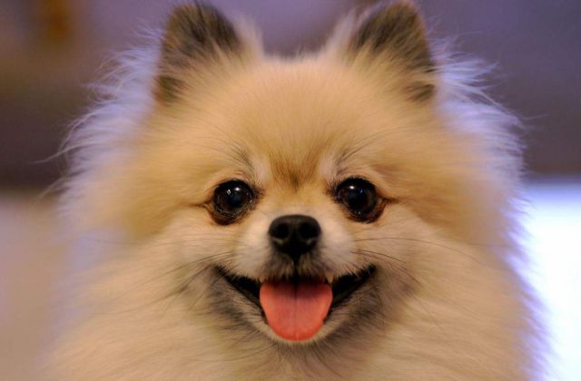 关于购买博美犬，你必须要知道的事情，要不然就别养博美犬