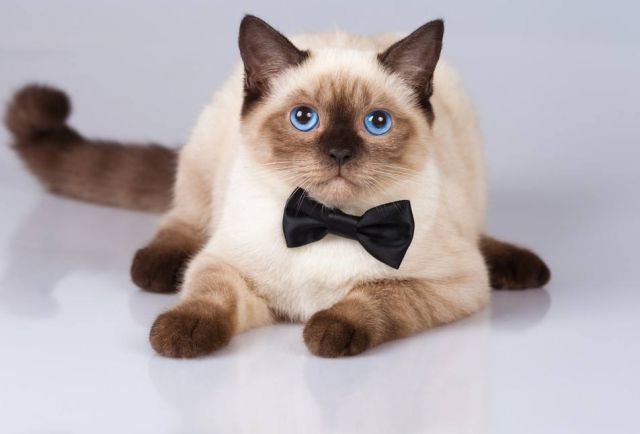为什么有些狗狗可以断尾而猫咪不能？原来猫咪尾巴有这么多用处