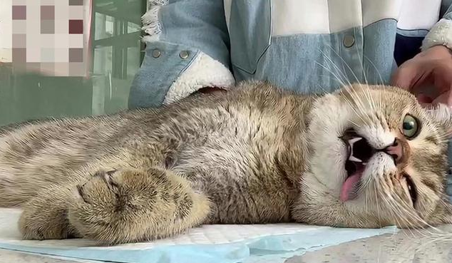 猫咪休克药物