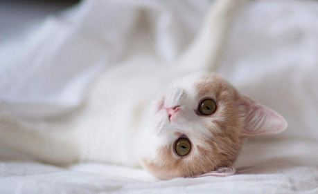 猫怎么喂养好