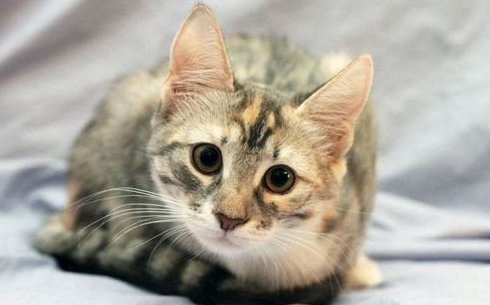 猫有机磷中毒