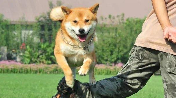 怎么训练狗狗
