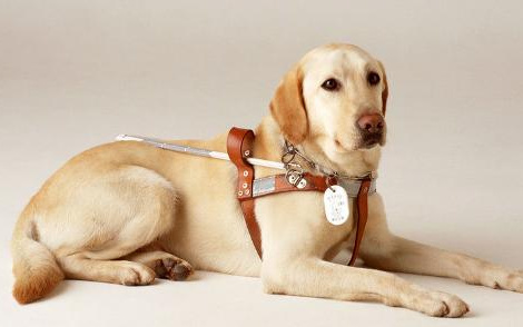 花生宠物医生养宠经验分享：关于导盲犬你了解多少？