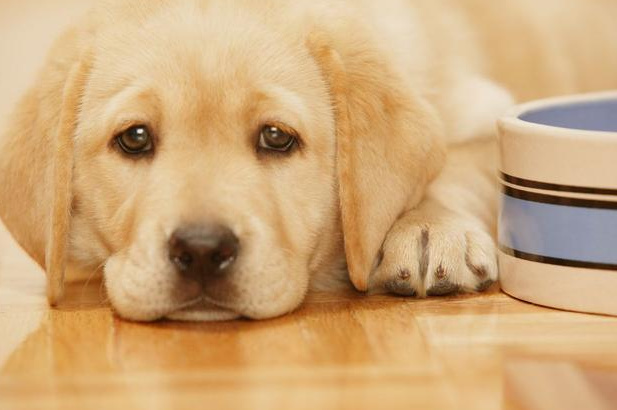 花生宠物医生养宠经验分享：狗狗会过敏吗？