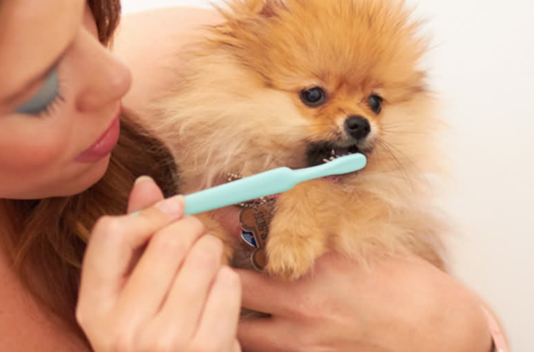 花生宠物医生养宠经验分享：如何预防狗狗牙结石？