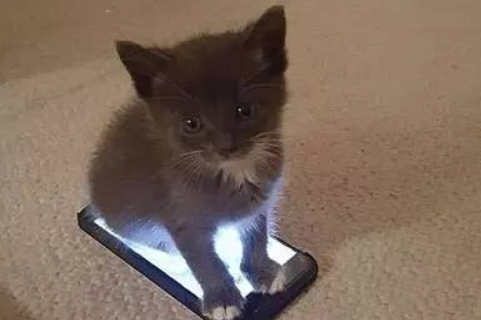 猫喜欢电子设备的原因