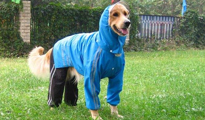 下雨天怎么护理狗狗