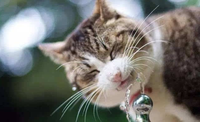 如何帮助猫咪多喝水