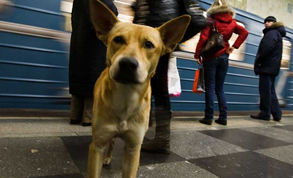 狗狗能上地铁吗