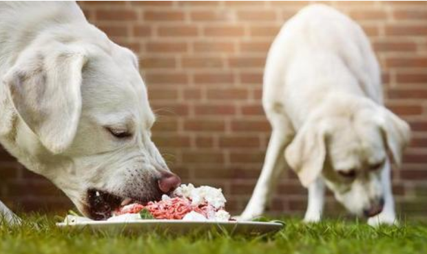 治疗狗狗吃多的方法