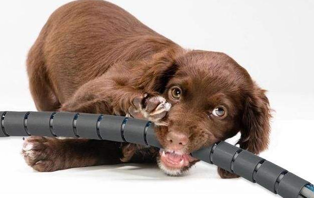 狗喜欢咬电线怎么办