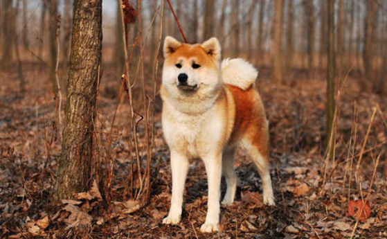 怎么给秋田犬驱虫