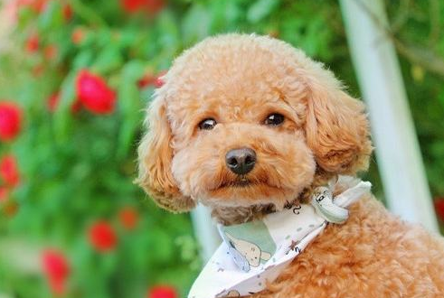 泰迪犬驱虫后腹泻