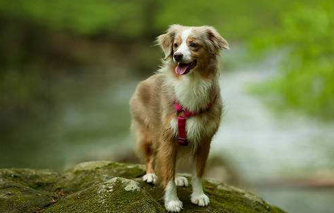 治疗犬虱病的方法