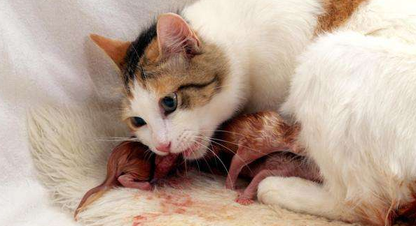 剖腹产的猫容易死的原因