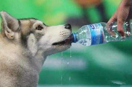 狗狗饮水