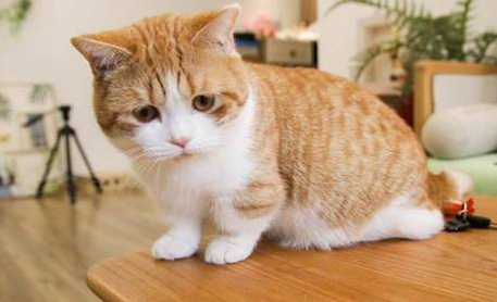 猫腹泻的原因