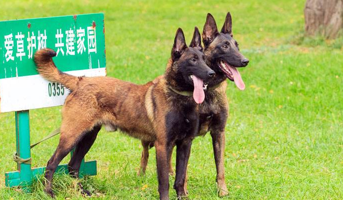 训练马犬回应主人