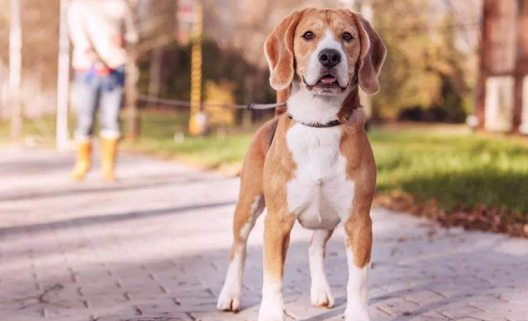 老年犬怎么饲养