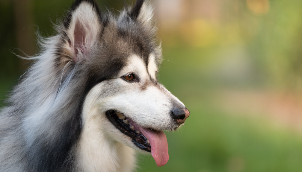 阿拉斯加犬看家