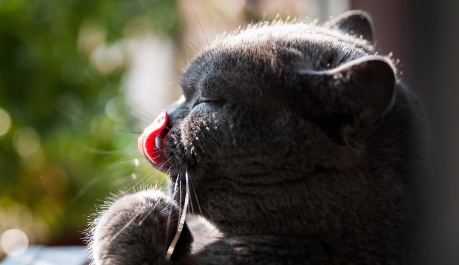 猫为什么喜欢舔脸