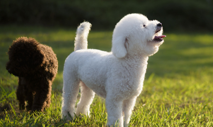 不能遛泰迪幼犬的原因