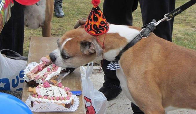 为什么狗狗不能吃蛋糕