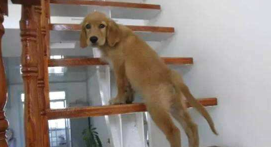 训练狗狗上下楼梯